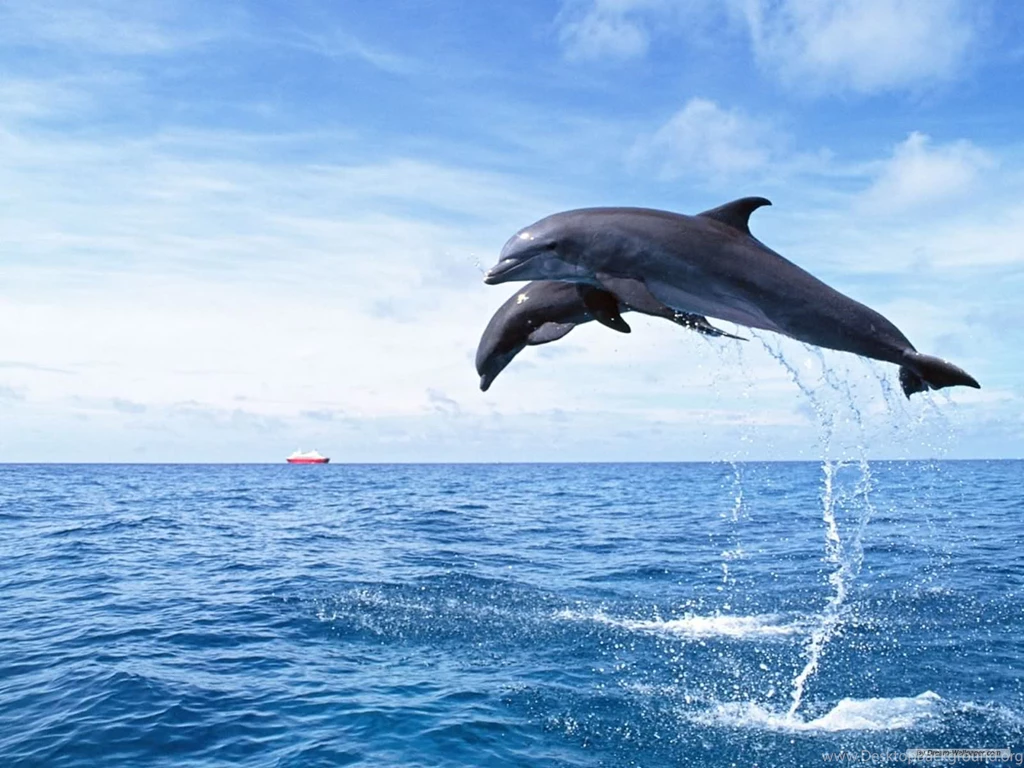 3D Dolphin Wallpapers