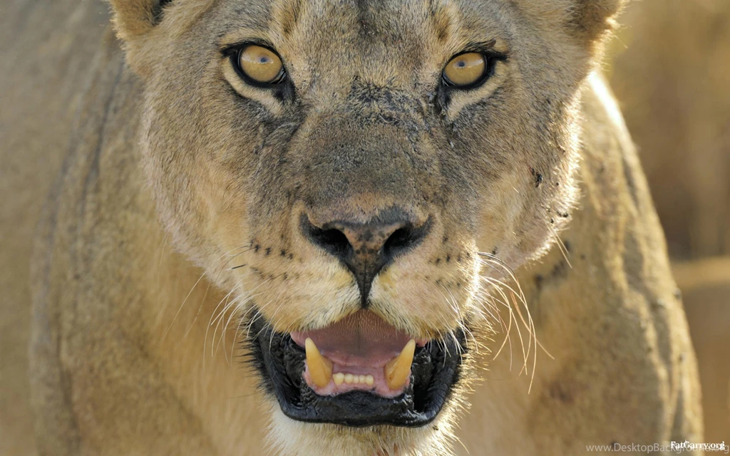Wallpapers, Animals, Planet (