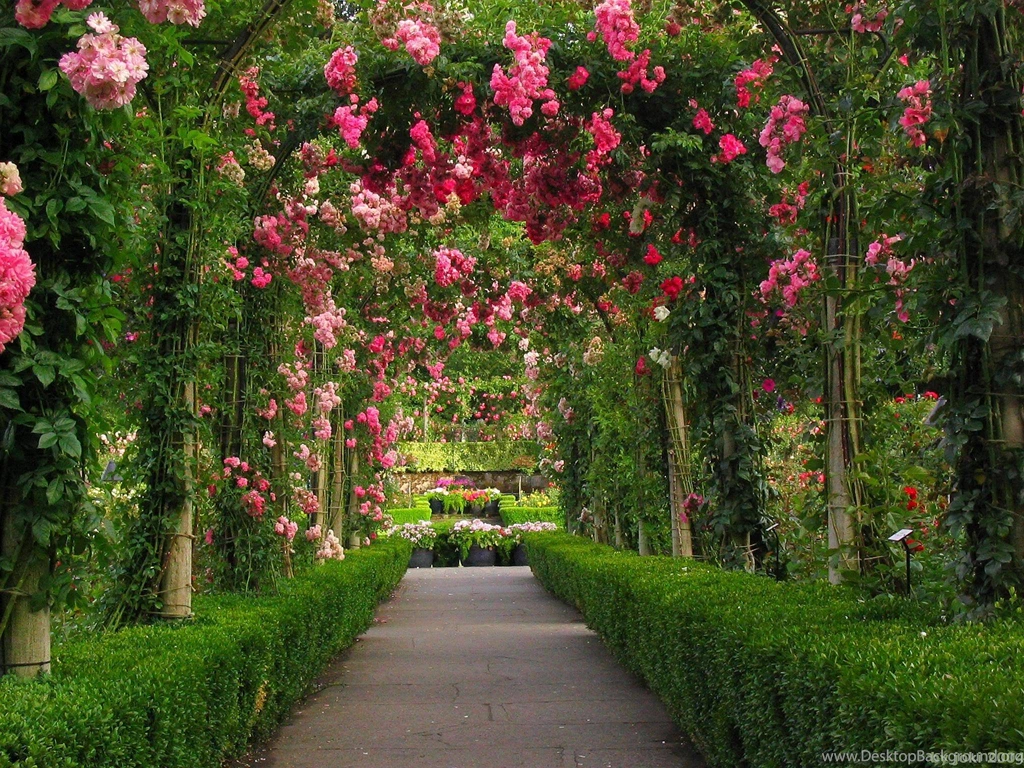 Rose Garden Wallpapers Wallpapers Cave