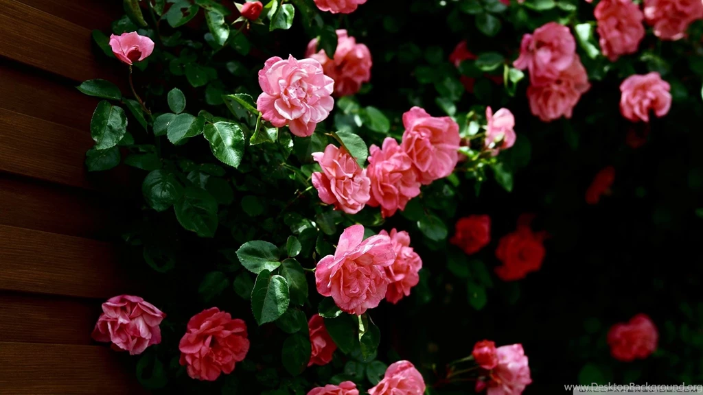Wallpapers Rose Garden Roses 1920x1080