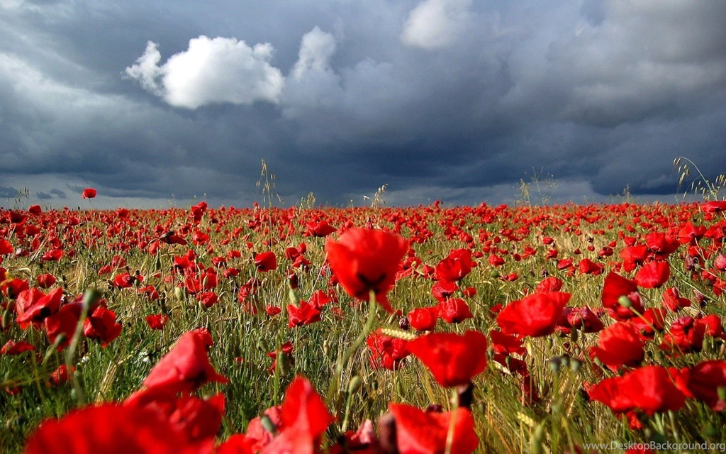 Gardens Wallpaper: A Garden Of Red Rose Wallpapers HD Wallpapers ...