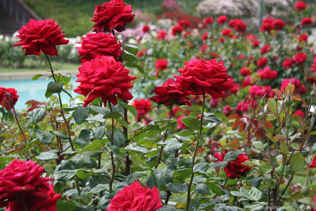 High Quality Rose Garden Wallpapers