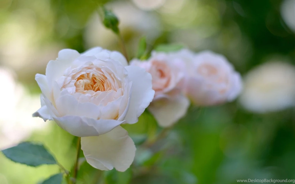 White Rose Garden Wallpapers HD Download For Desktop