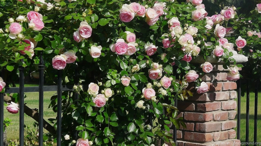 Rose Flowers Flower Roses Bokeh Landscape Nature Garden Wallpapers ...