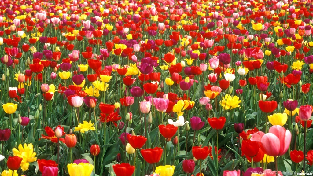Flower Garden Wallpapers Decorating 43155 Garden Design Segets.com