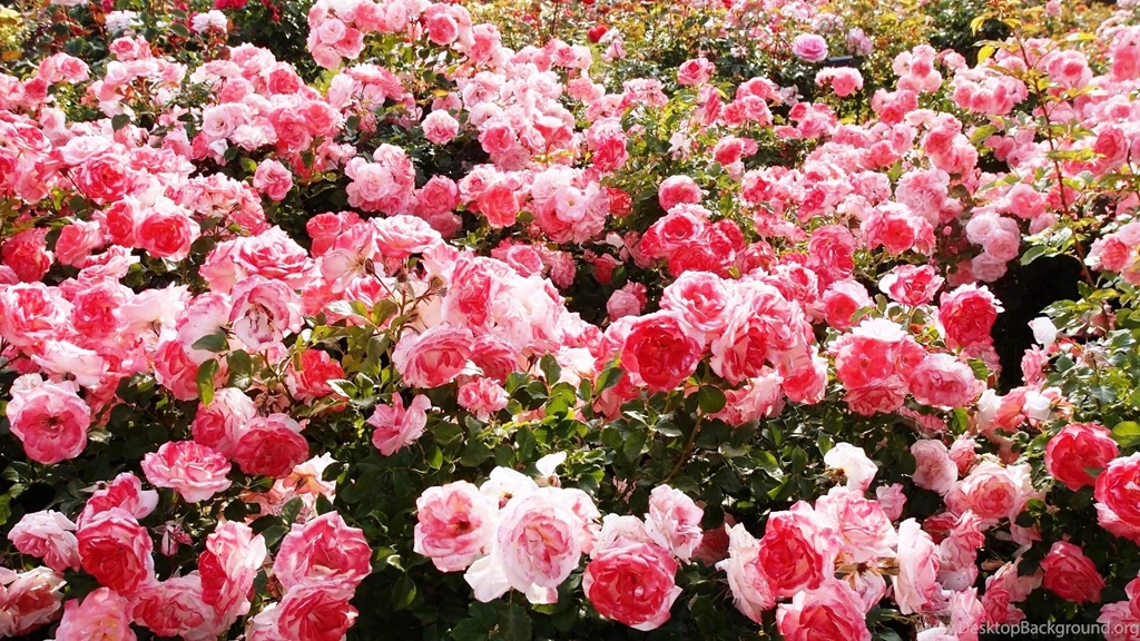 Pink Rose Garden Wallpapers – JustShare