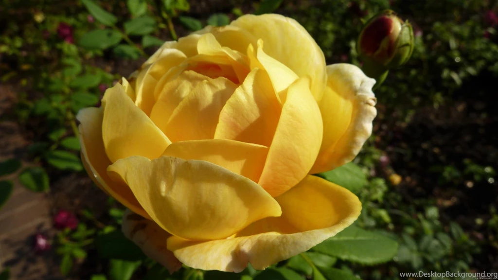 MLeWallpapers.com Yellow English Rose