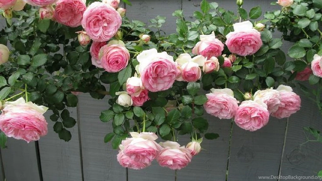 White Rose Flower Garden Wallpapers