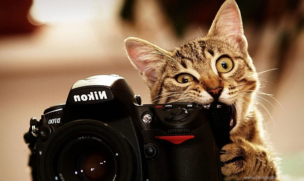 Cats, Cat Wallpapers, Widescreen, Cat Eye, Cute Cat Wallpapers ...