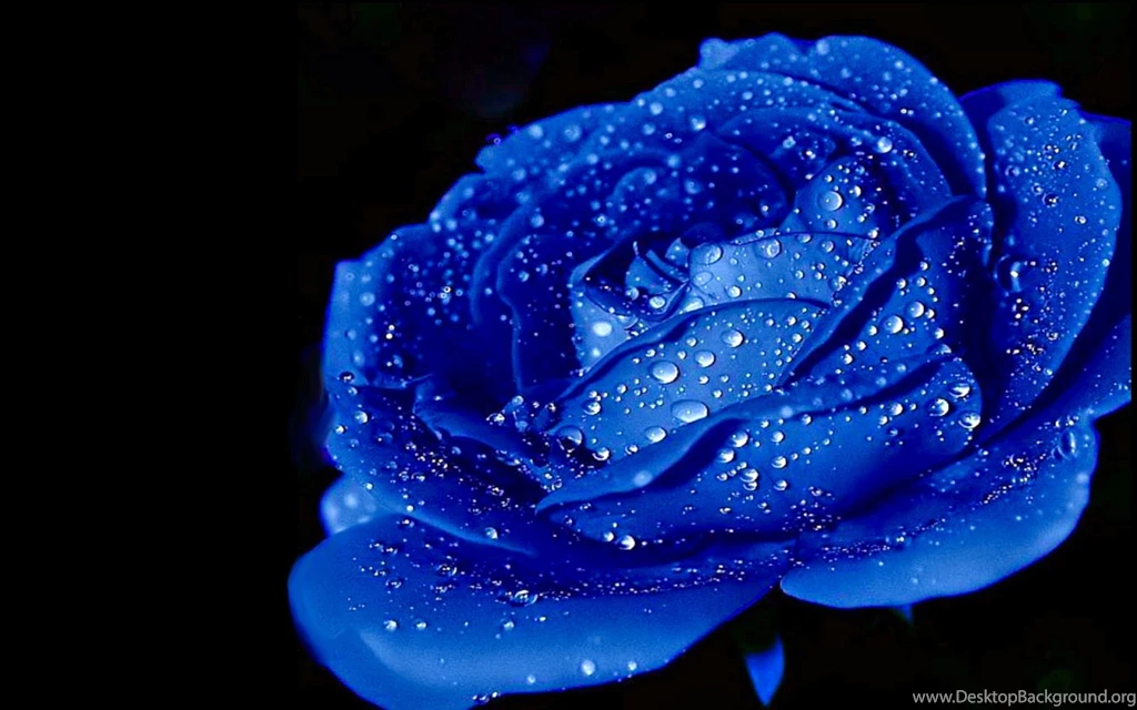 Blue Roses Hd Wallpapers Free Download