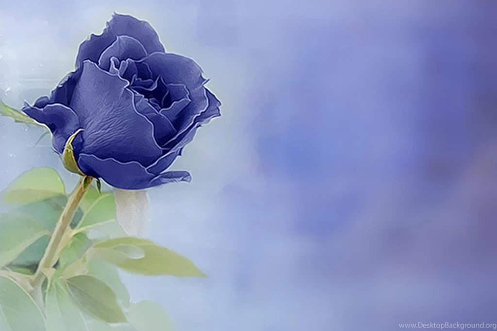 BLUE ROSE WALLPAPER (