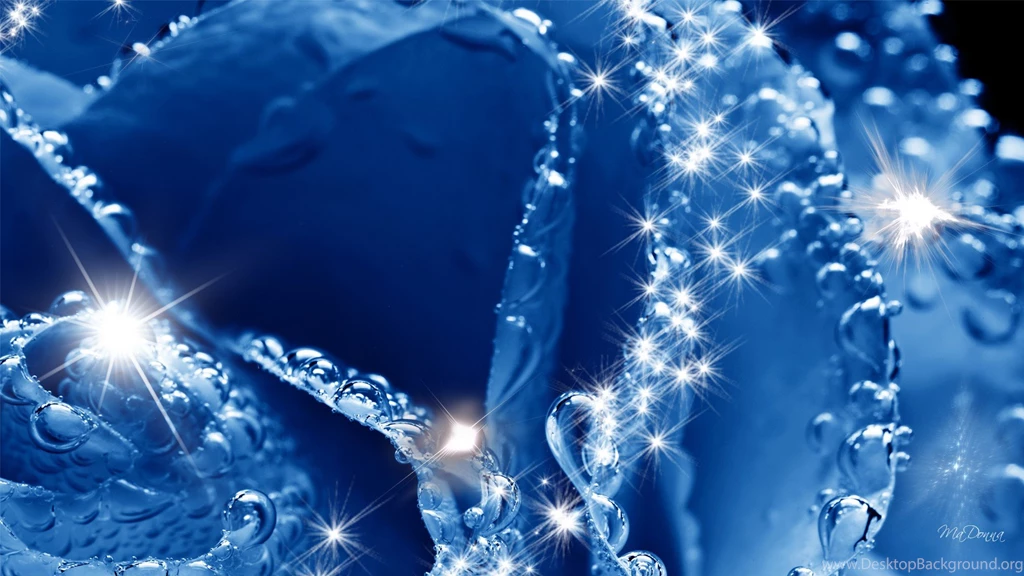 Wallpapers Blue Rose Frosty 1920x1080