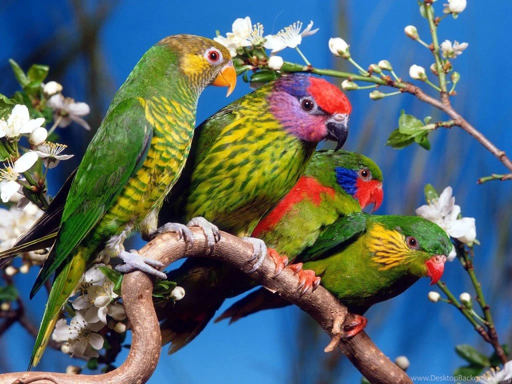 Parrot Wallpapers Collection (29+)