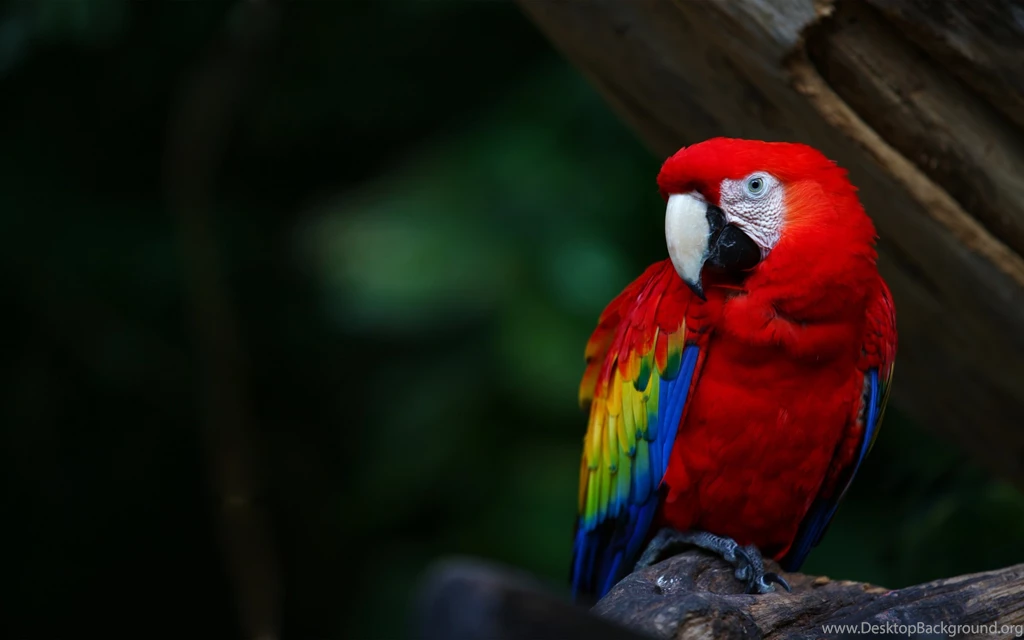 Parrot Wallpapers Collection (29+)