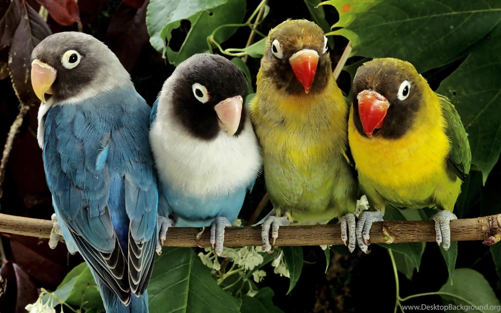 Parrot