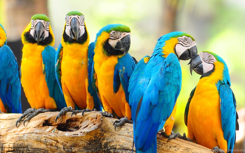 Parrots Pictures