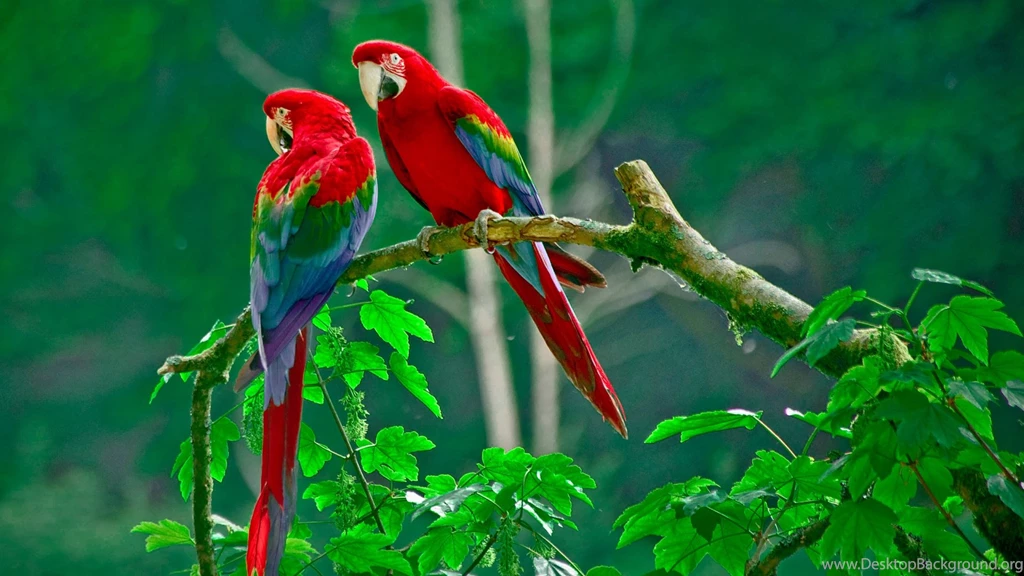 Parrots Wallpapers