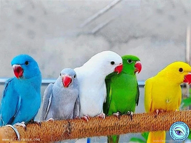 Parrots wallpaper 800x600.jpg