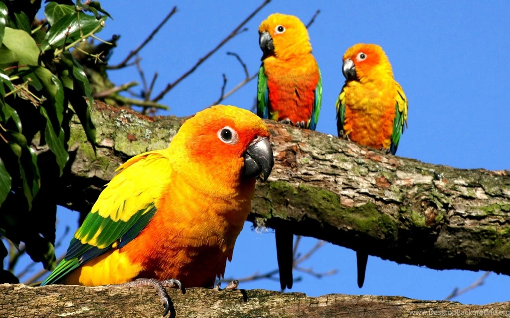 Yellow Parrots Wallpapers, Yellow Parrots Backgrounds, Yellow ...