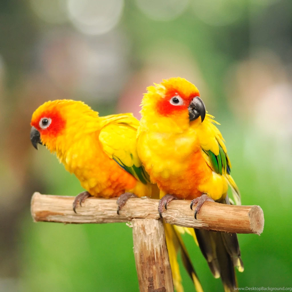 Cute Parrots Wallpapers For Desktop