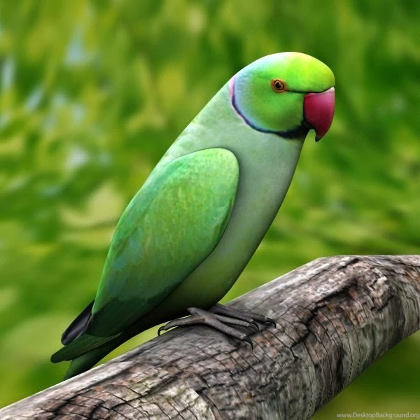 Parrots Wallpapers Downloads Free