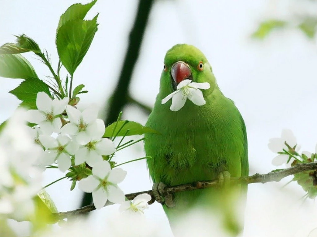 Green Parrots Wallpapers