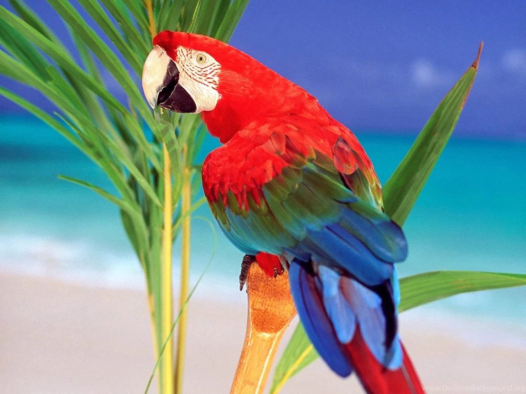 parrot hd wallpapers desktop background
