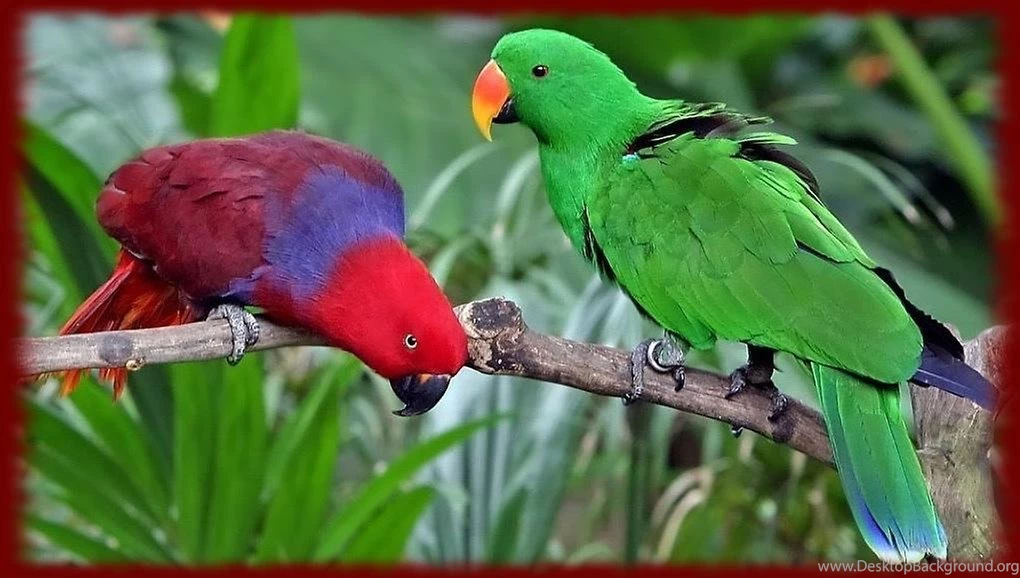 Lovebird Parrots Wallpapers Android Apps And Tests AndroidPIT