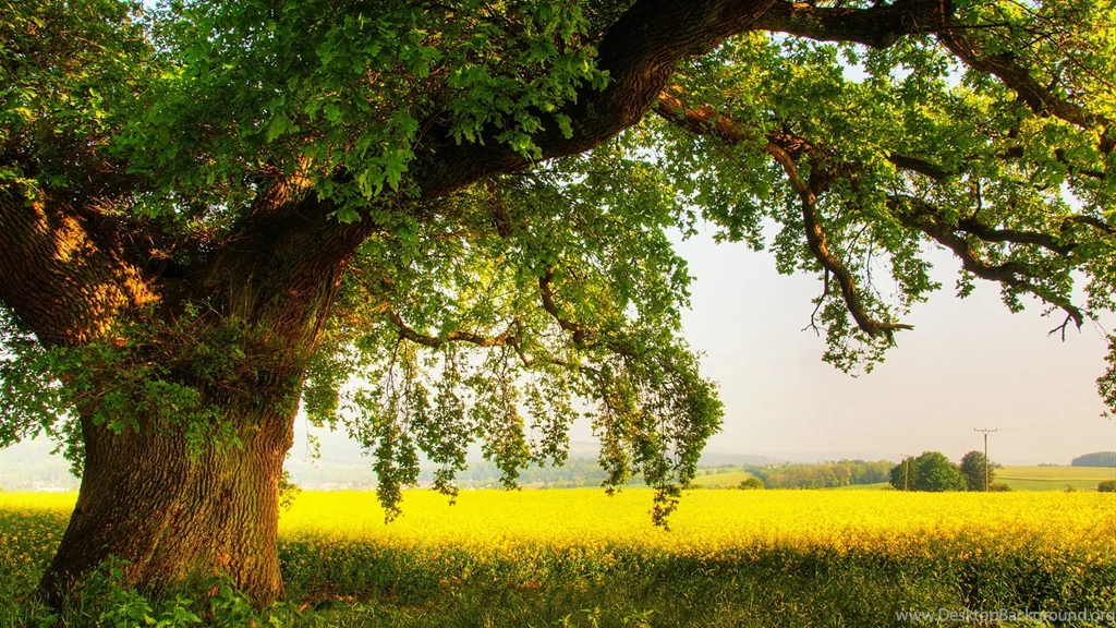Oak Wallpapers Collection (28+)