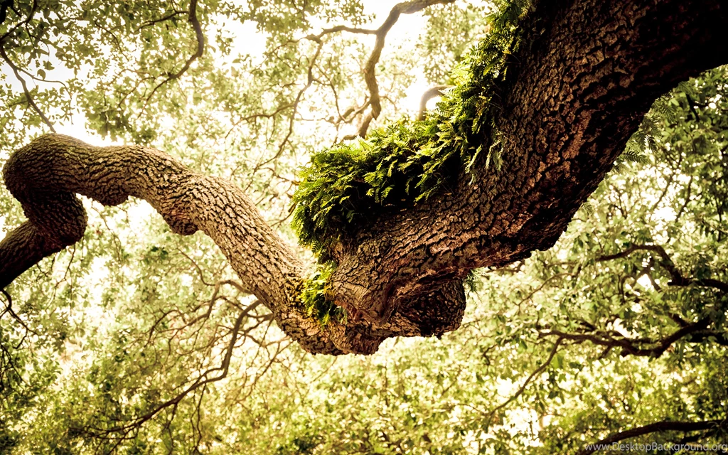 17 Wonderful HD Oak Tree Wallpapers HDWallSource.com