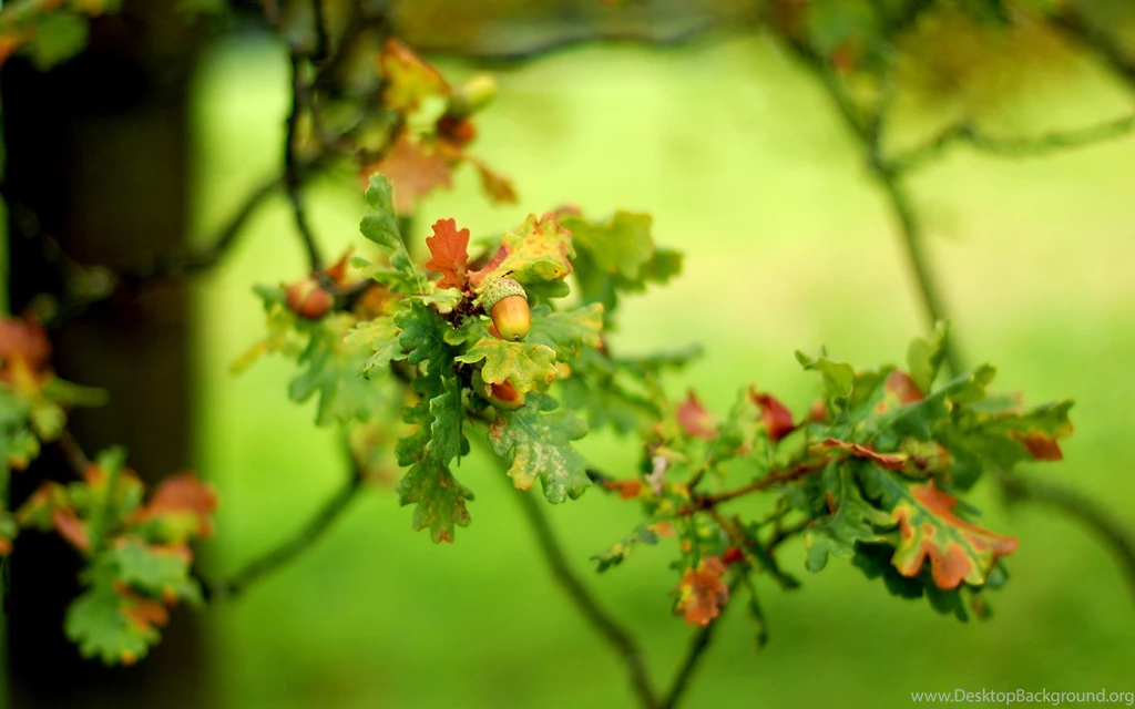Oak Wallpapers Collection (28+)