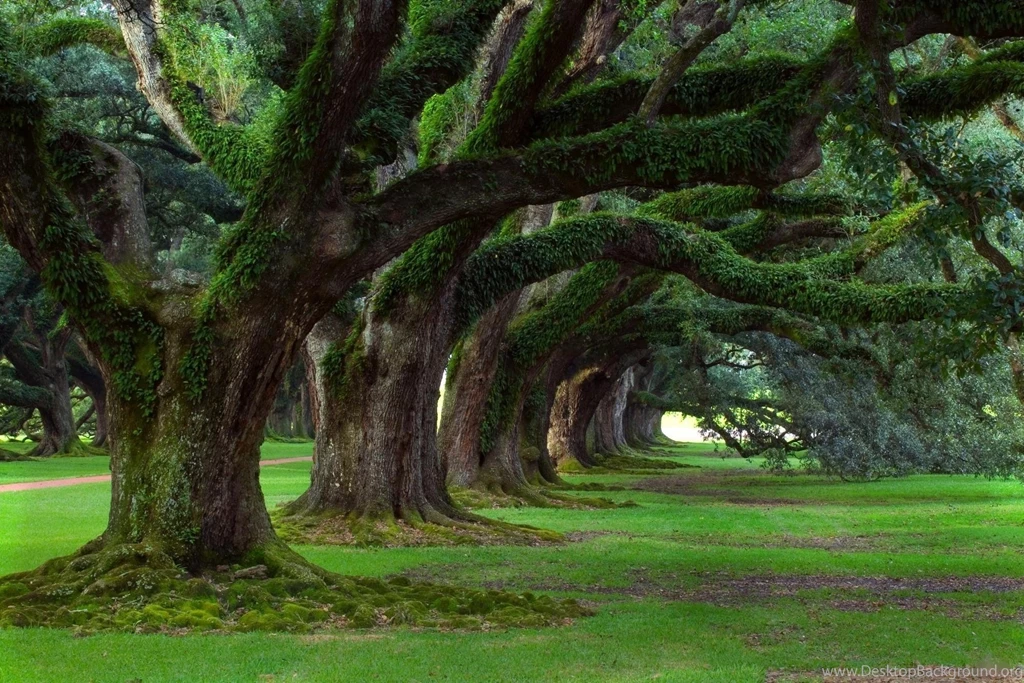 Oak Tree Moss Wallpaper.