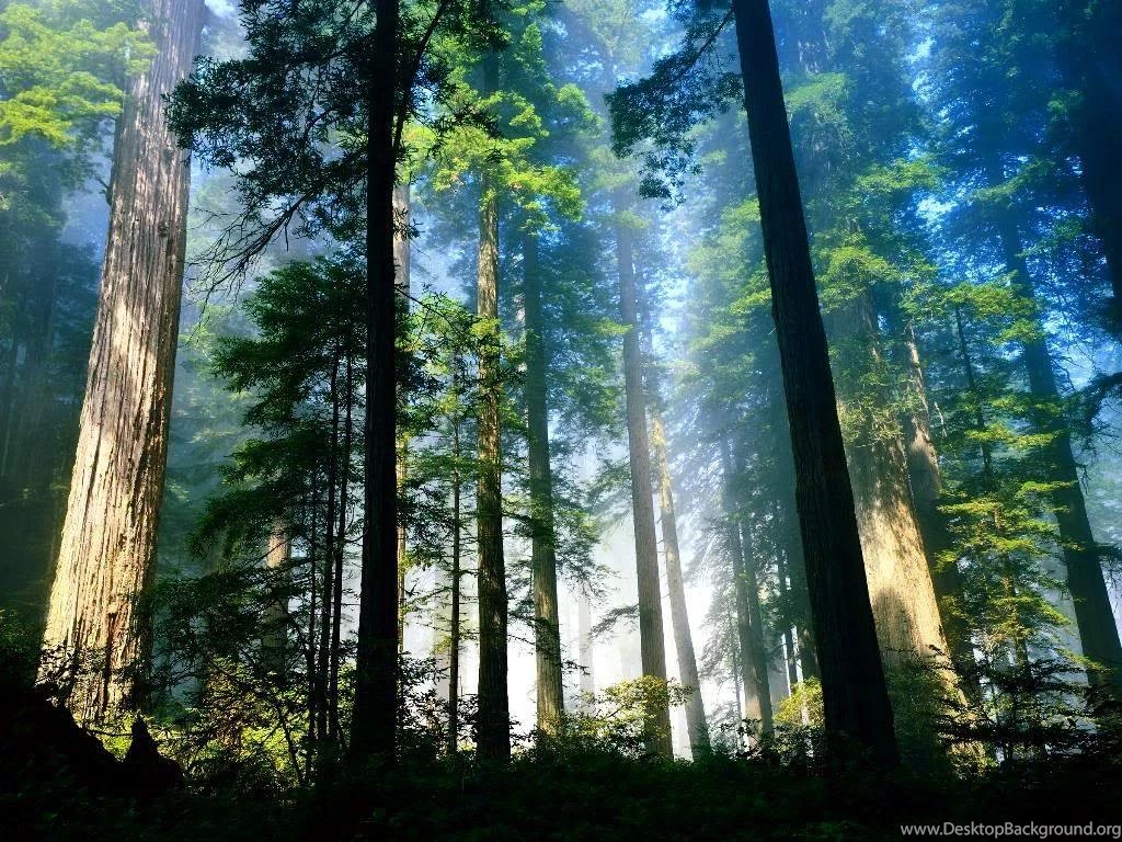 Vista wallpaper aero woods 1024x768.jpg Photo By Vhin85