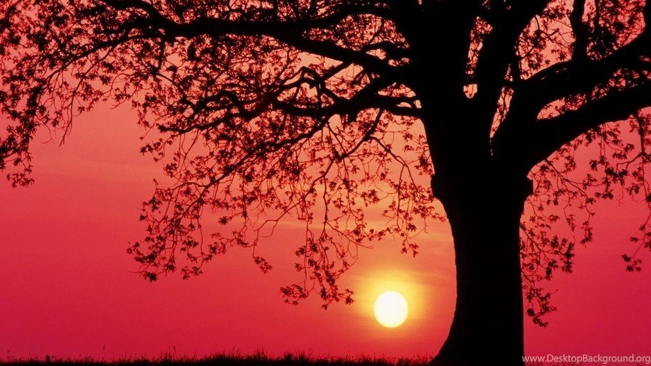 Sunset Germany Spring Oak Wallpapers : Wallpapers13.com