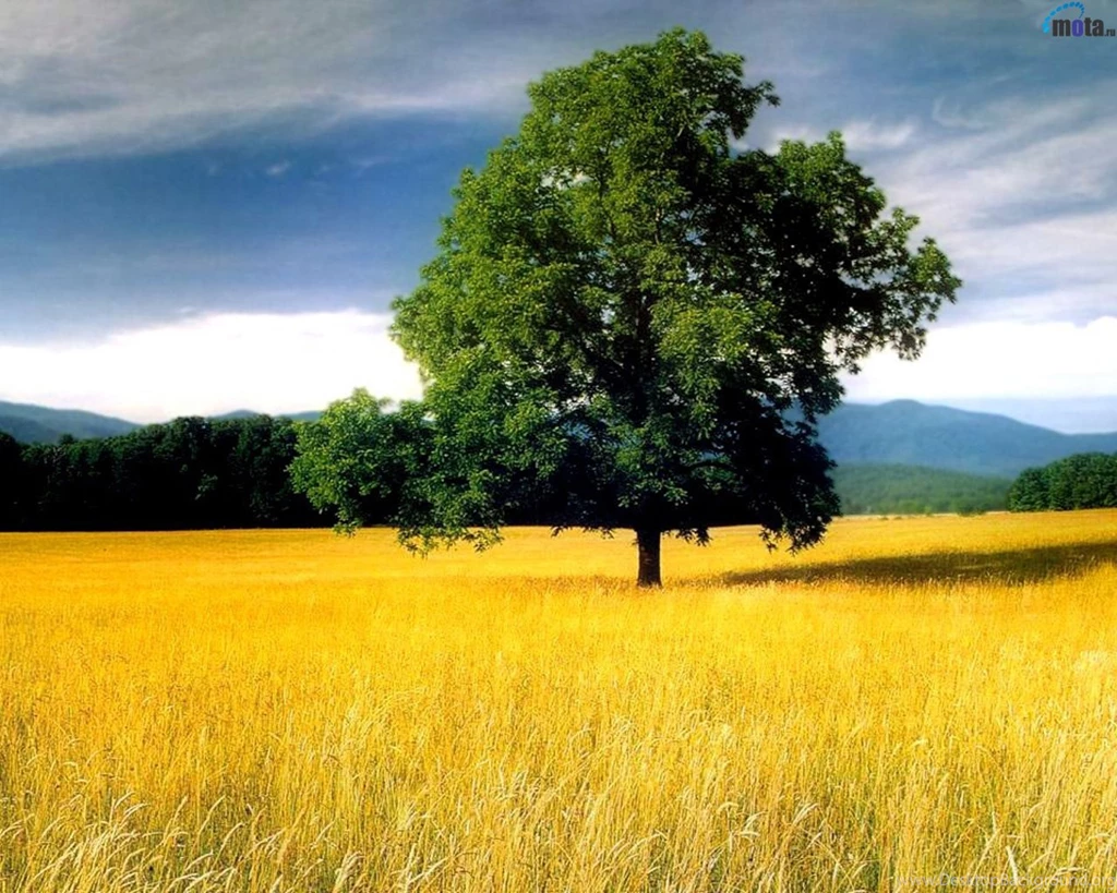 Wallpapers Tree, Yellow, Field, Oak, Lone Oak Tree In A Field.