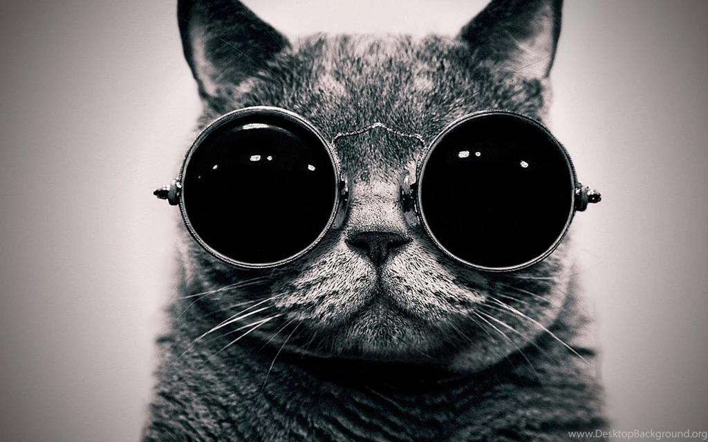 Name Of Schrodinger's Cat Lost To History