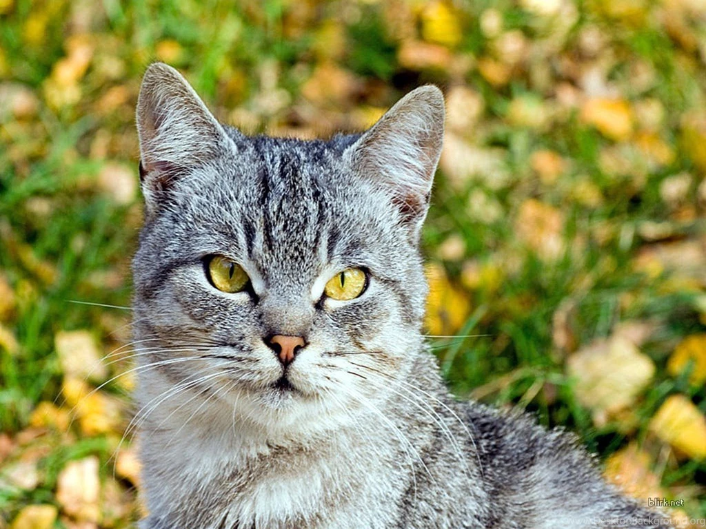 Cats: Backgrounds Greenleaves Forground Cat Loveable Beautiful ...