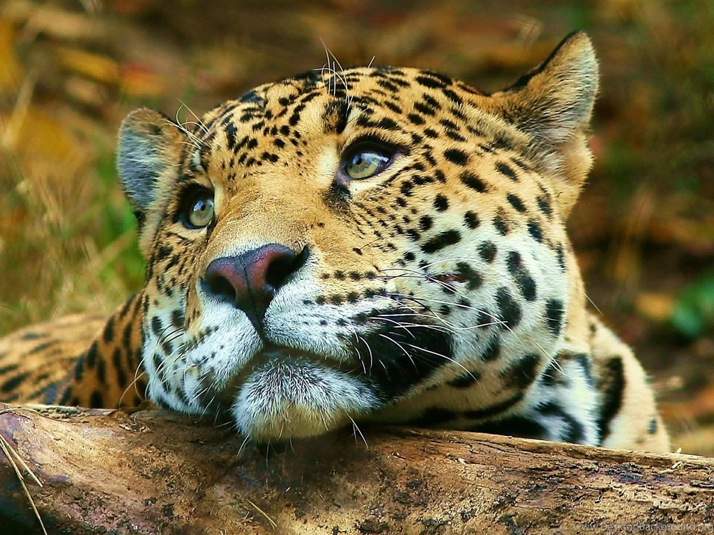 Cats Sad Big Cat Animal Leopard Cats Backgrounds Pictures ~ Cats ...