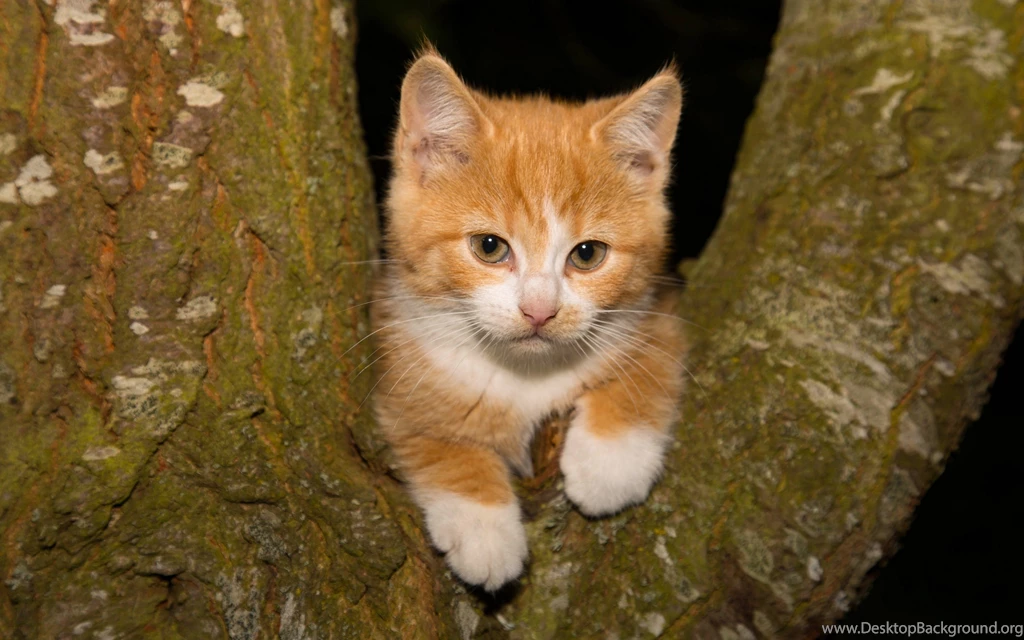 Kitten Tree Black White Ginger Cat Funny Sweet Cute Animal Orange ...