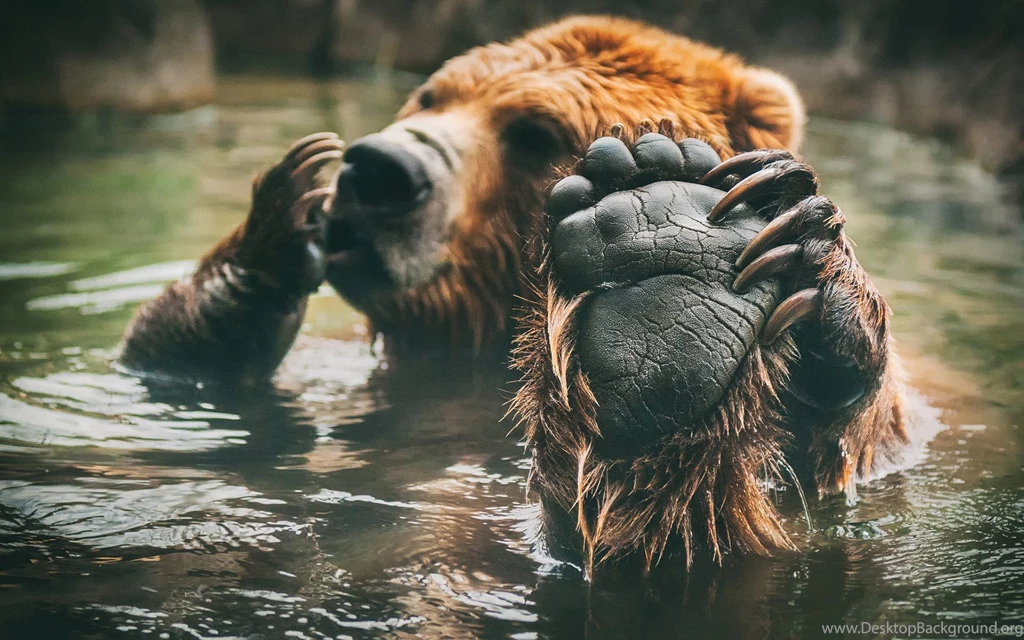 Animals Wallpapers