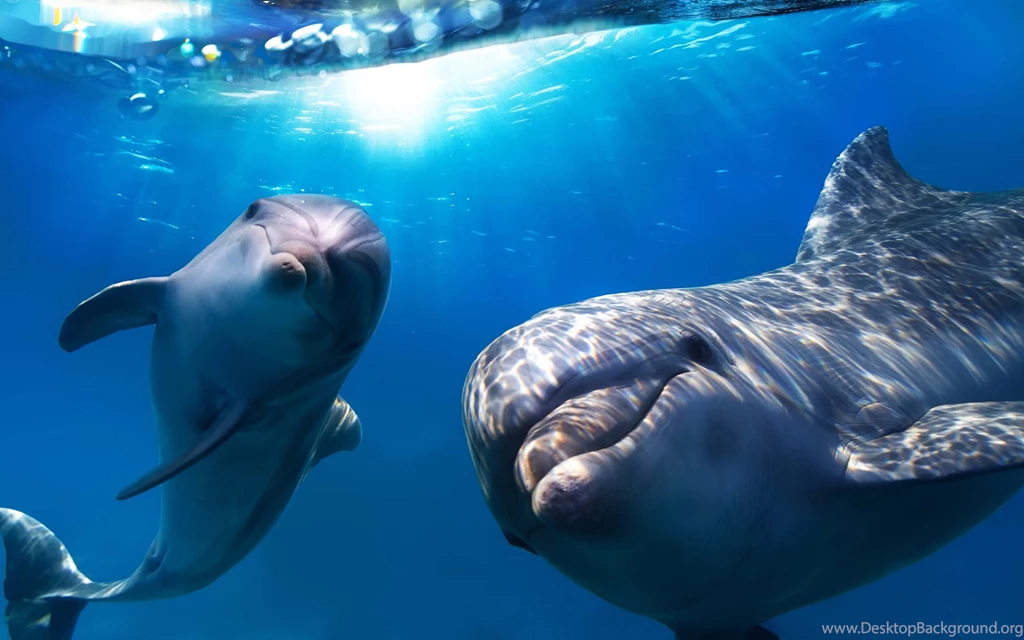 Dolphin Wallpapers