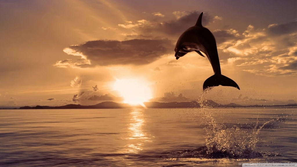 Jumping Dolphin HD Desktop Wallpapers : High Definition ...