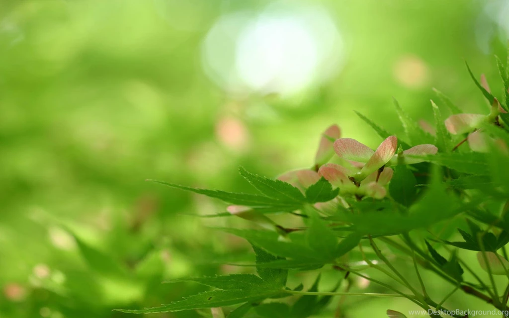 Spring, Wallpaper, Landscape, Nature (