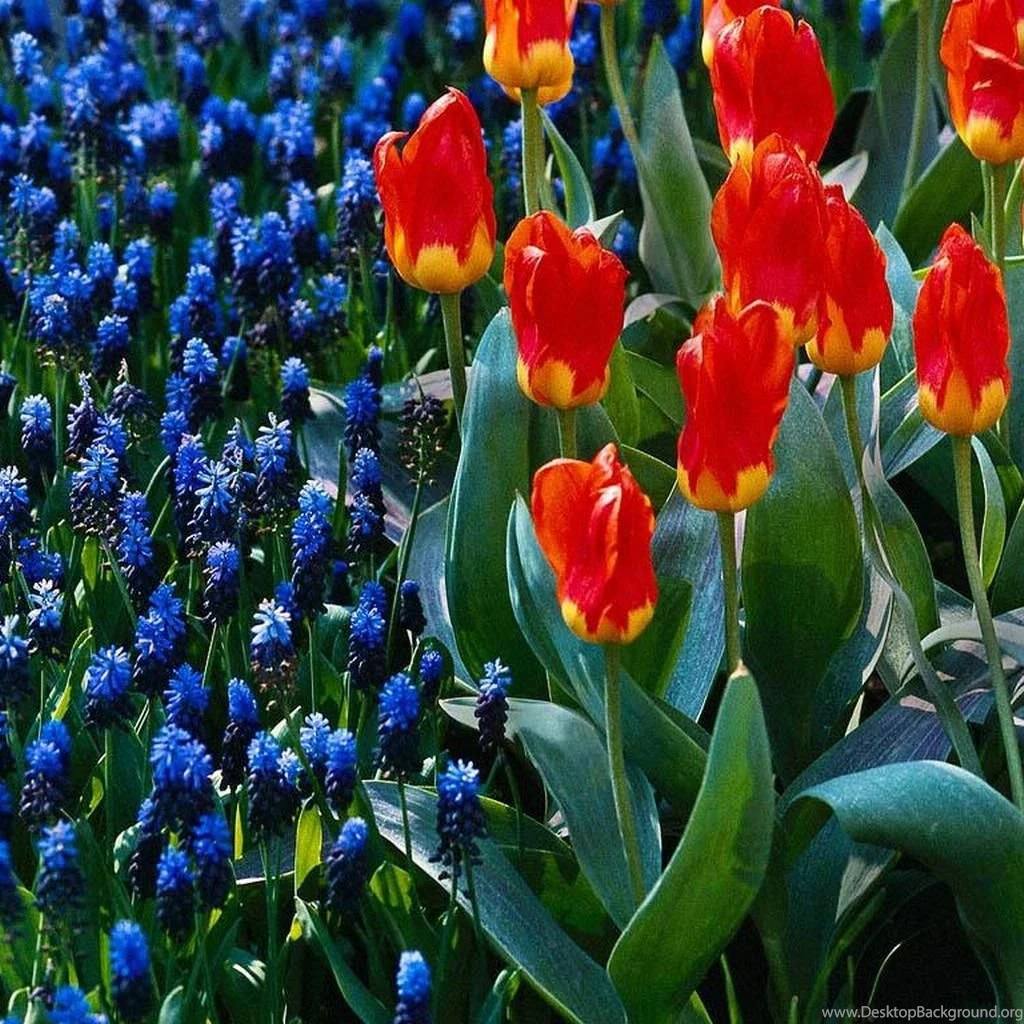 Download Free Mobile Wallpapers For Your Mobile Phone Wallpapers ...