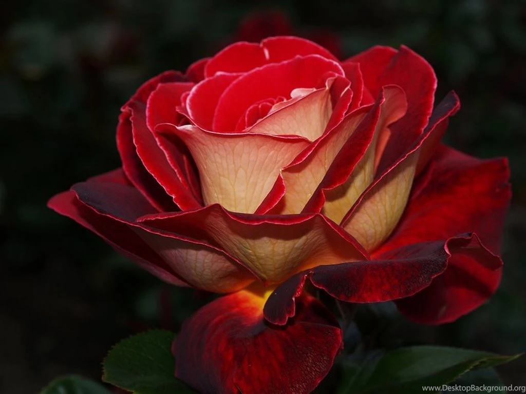 Cute Rose N Wallpapers On MobDecor
