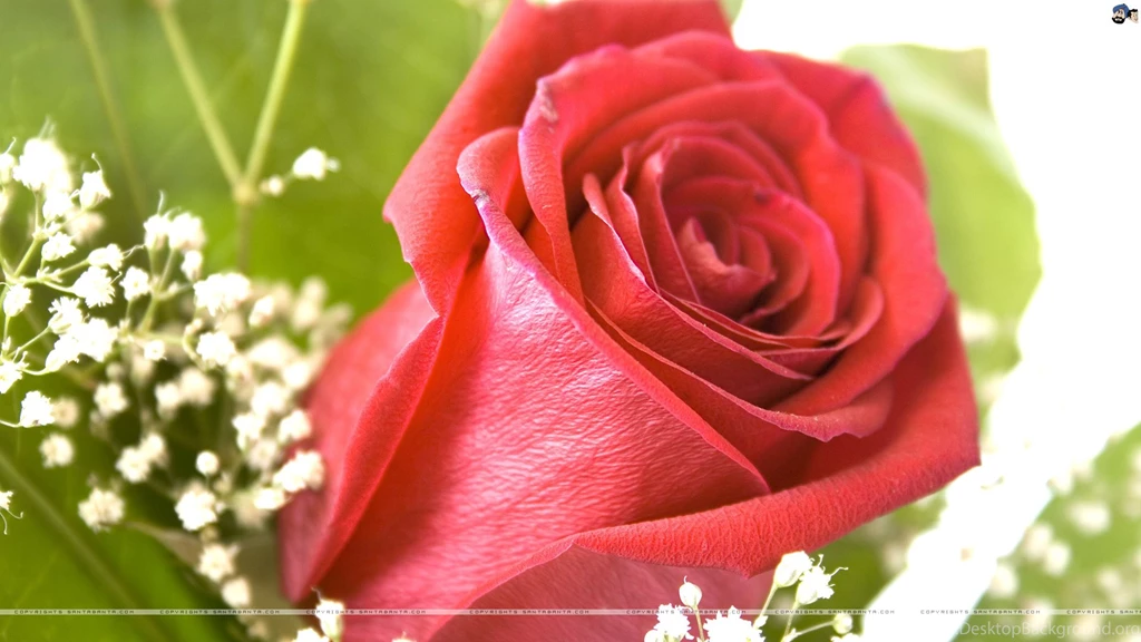 Beautiful Wallpapers Of Roses Desktop Backgrounds