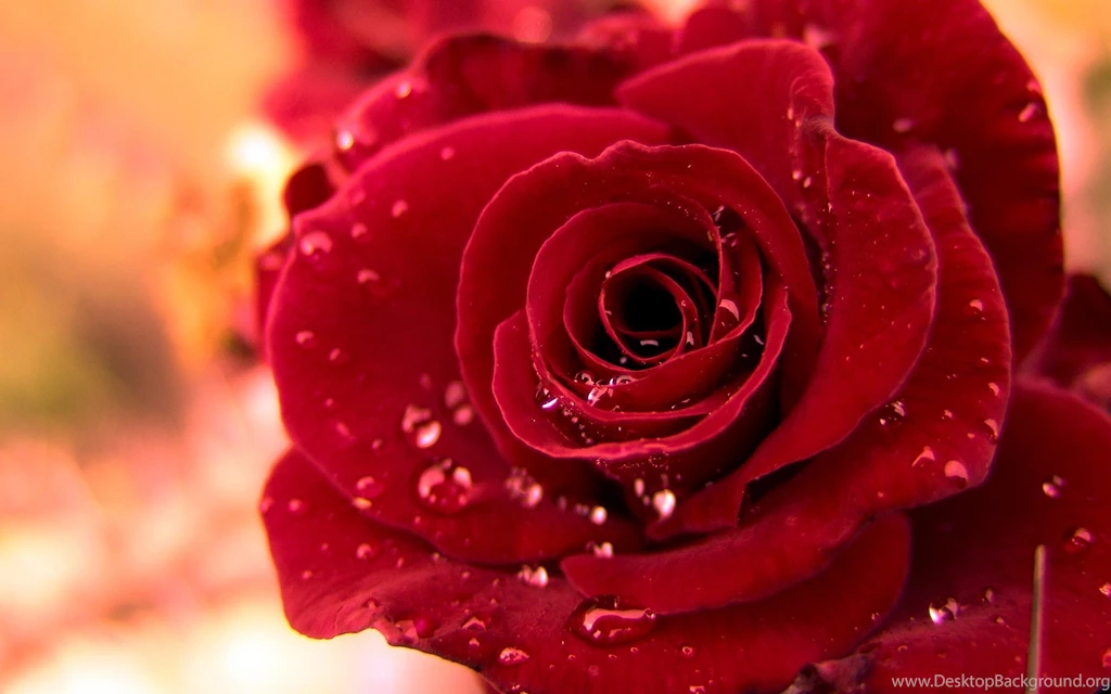 Cute Rose Wallpapers » WallDevil Best Free HD Desktop And Mobile ...