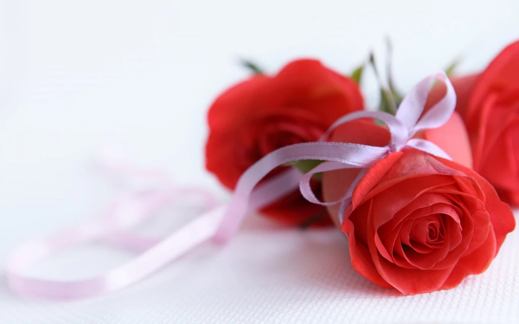 Cute Roses Wallpapers
