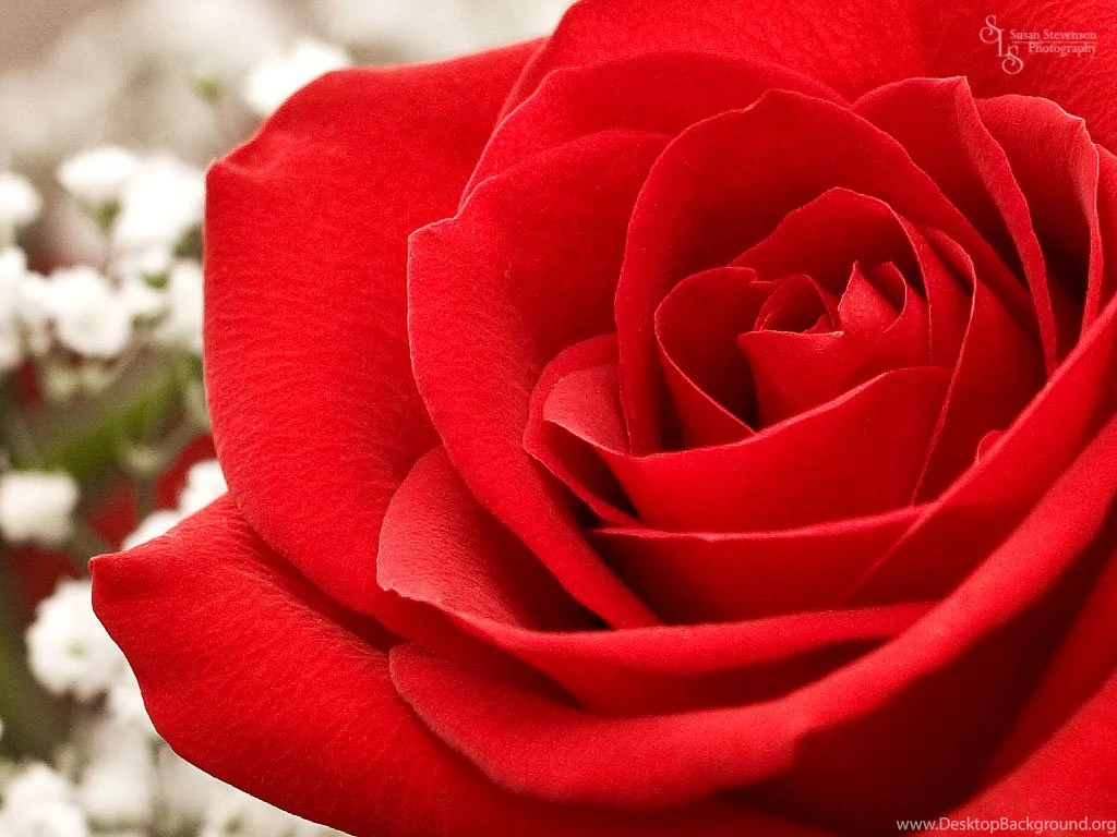 Wallpapers Roses Collection (45+)