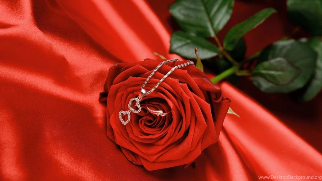 Cute Roses Wallpapers 4K